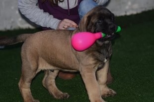 Du Domaine Des Popeyes - Mastiff - Portée née le 15/11/2017